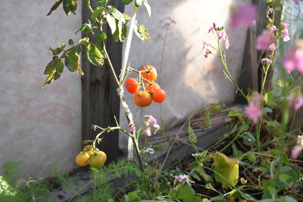 DSC_0723.JPG